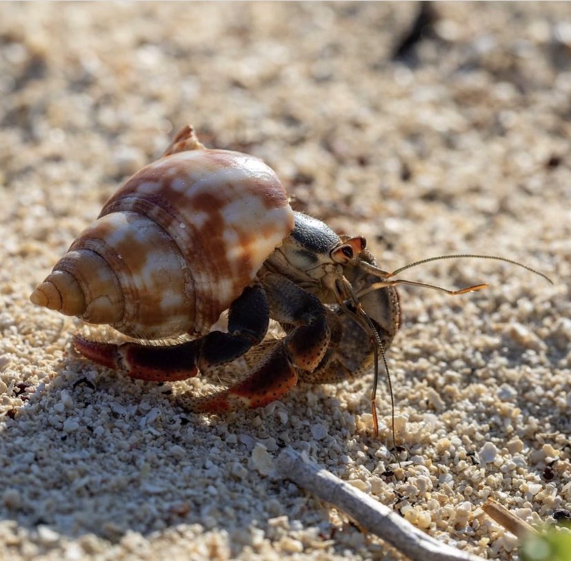 It’s important to come out of your shell once in awhile.

📸:Hermit crab <a href="/DryTortugasNPS/">Dry Tortugas National Park</a>