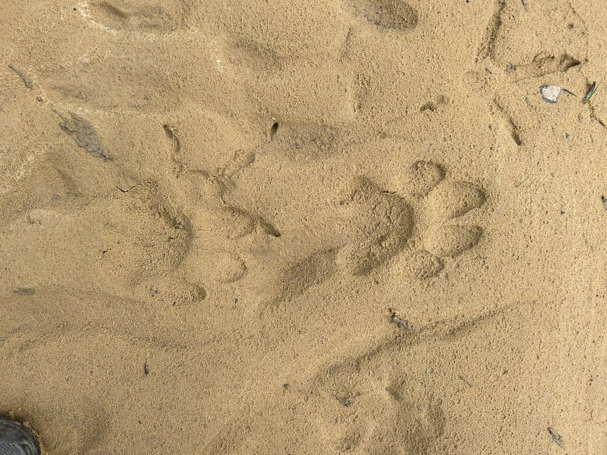 AshutoshS_IFS's tweet photo. The moment you realise that you just missed him 🐅
#tiger #pugmarks #forest #wildlife #predator
@ParveenKaswan @pargaien @trikansh_sharma @zaheerbakshi @NatGeo @natgeowild @NatureIn_Focus @SanctuaryAsia @WWFINDIA @WWF @wii_india https://t.co/KkHTqPq9Bu