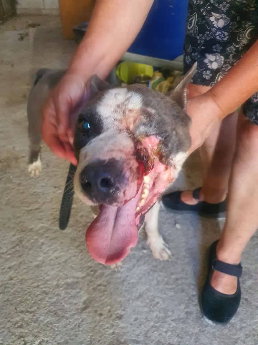 PartidoPACMA's tweet photo. Este es Nerón, rescatado por la protectora Pppeludos Jerez. Fue abandonado en una perrera y después robado para peleas ilegales, donde fue utilizado para sparring.

A pesar de las heridas en el ojo nos inspira a unirnos contra el maltrato animal. Apoyamos su recuperación. https://t.co/gHonDdwez0