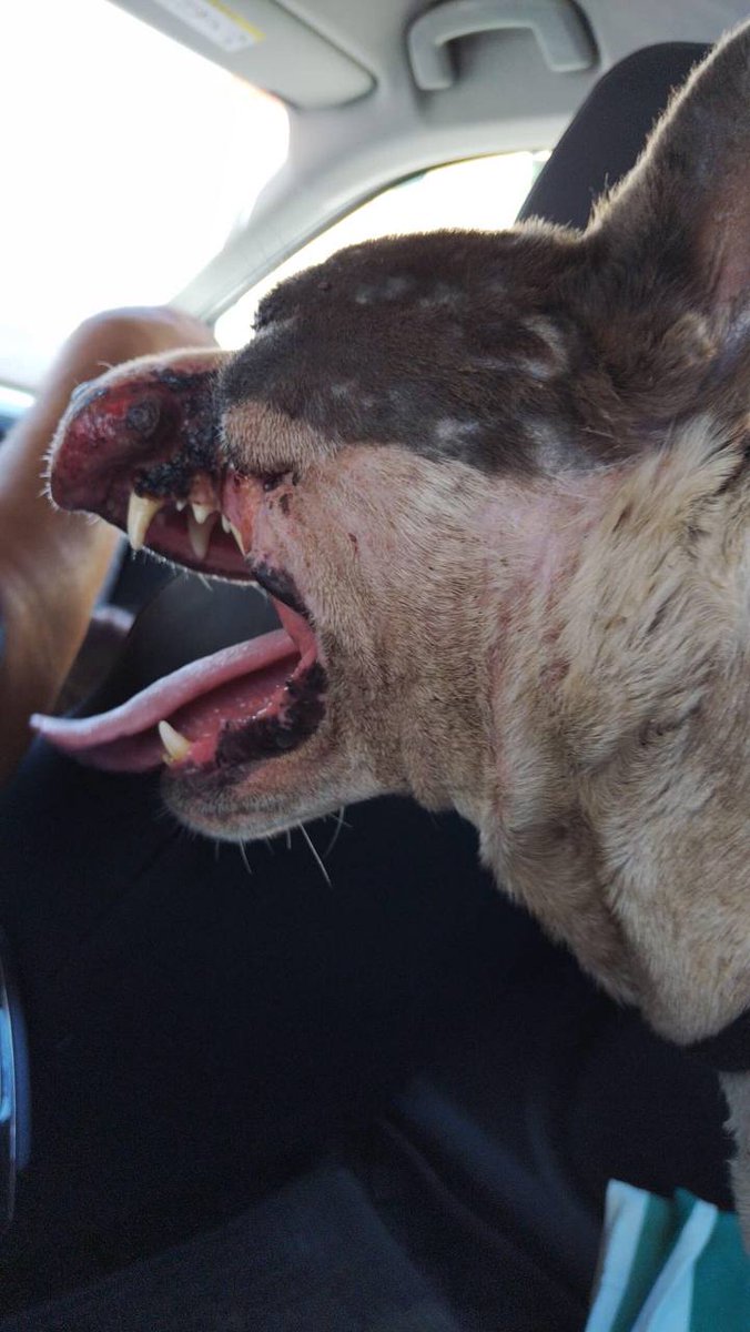 PartidoPACMA's tweet photo. Este es Nerón, rescatado por la protectora Pppeludos Jerez. Fue abandonado en una perrera y después robado para peleas ilegales, donde fue utilizado para sparring.

A pesar de las heridas en el ojo nos inspira a unirnos contra el maltrato animal. Apoyamos su recuperación. https://t.co/gHonDdwez0