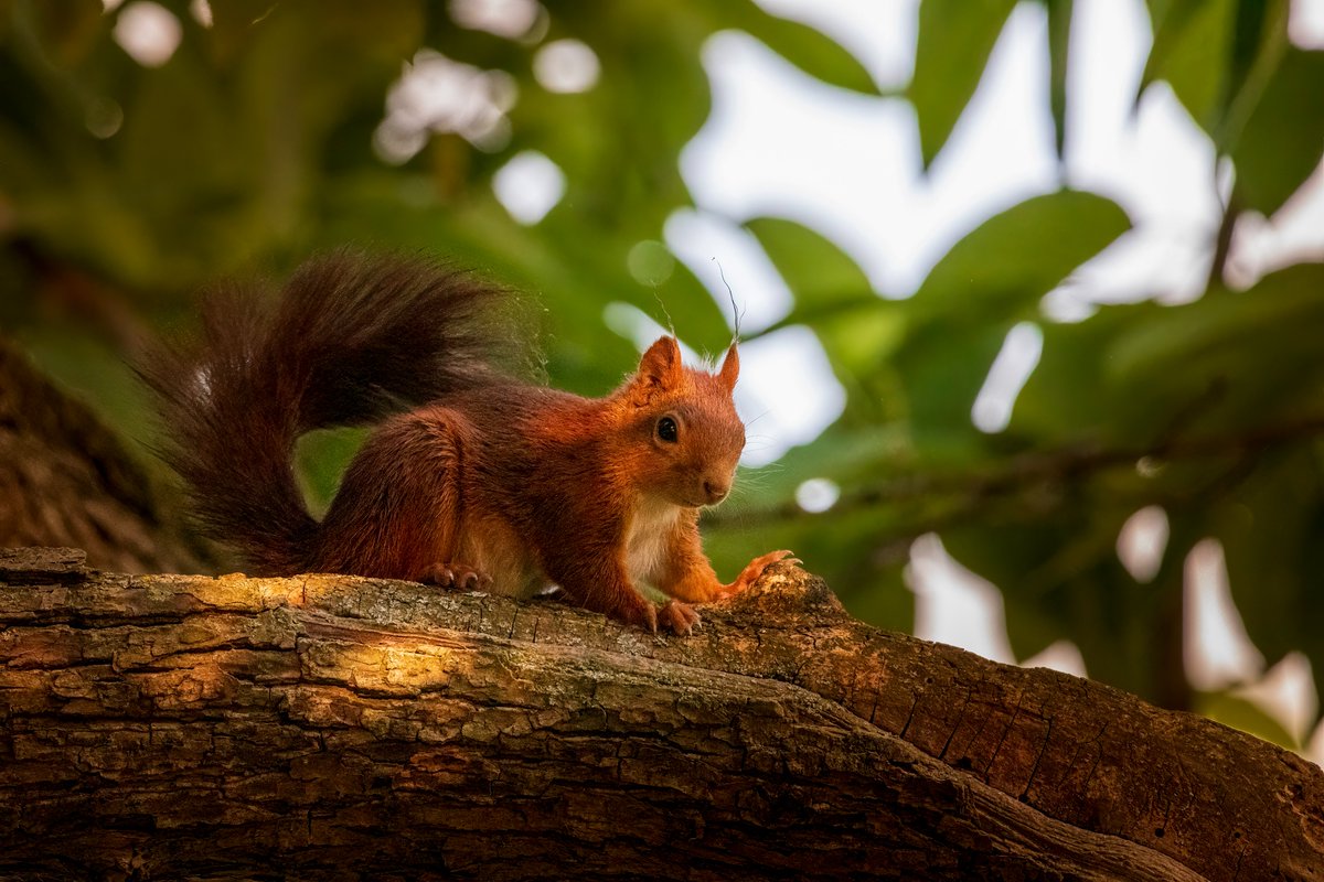 Eichhörnchen #eichhörnchen #eichhörnchenliebe #squirrel #squirrelsofinstagram #squirrellove #squirrellife #nature #naturephotography #naturelovers #naturegeography #canon #canonphotography #canondeutschland #stuttgart #stuttgartcity #badenwürttemberg #sigma #sigma150600