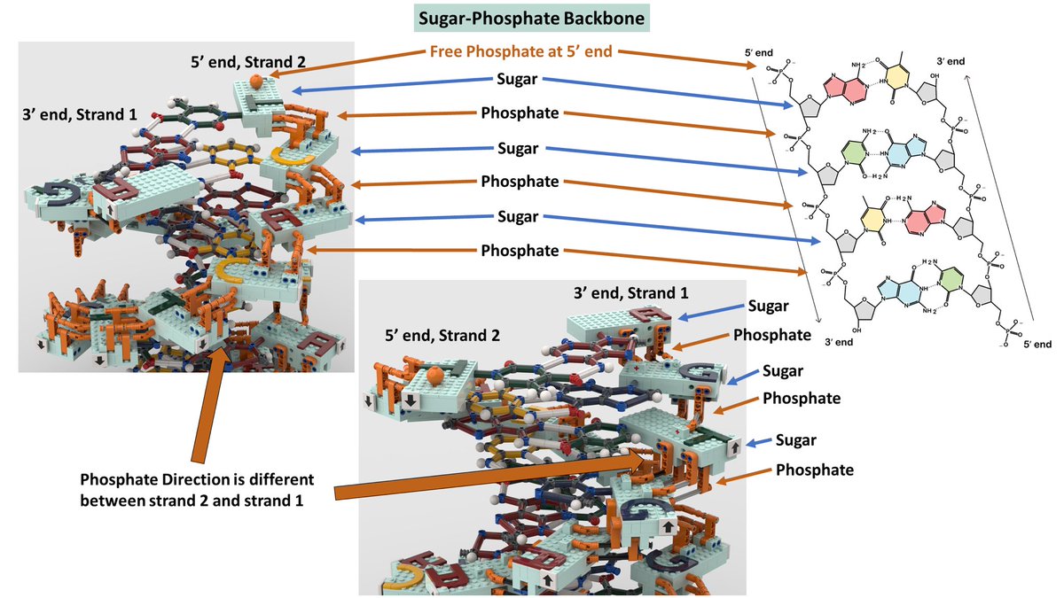 Lego_DNA's tweet image. We are back with Lego DNA 2.0!
10,000 votes may make it a REAL Lego set (link in bio)

This time better, more accurate, more beautiful and playable!

If you liked it, please support via link in bio and share with friends 
#legodna #legoscience #legolab #dna #rosalindfranklin