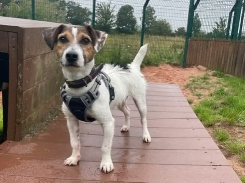Please retweet to help Rupert find a home #SHREWSBURY #SHROPSHIRE #UK  
Jack Russell Cross aged 1-2.  Rupert is looking for an active, adult home as the only pet.  He will be 'the most loyal little companion you could hope for' 
DETAILS or APPLY👇 dogstrust.org.uk/rehoming/dogs/…