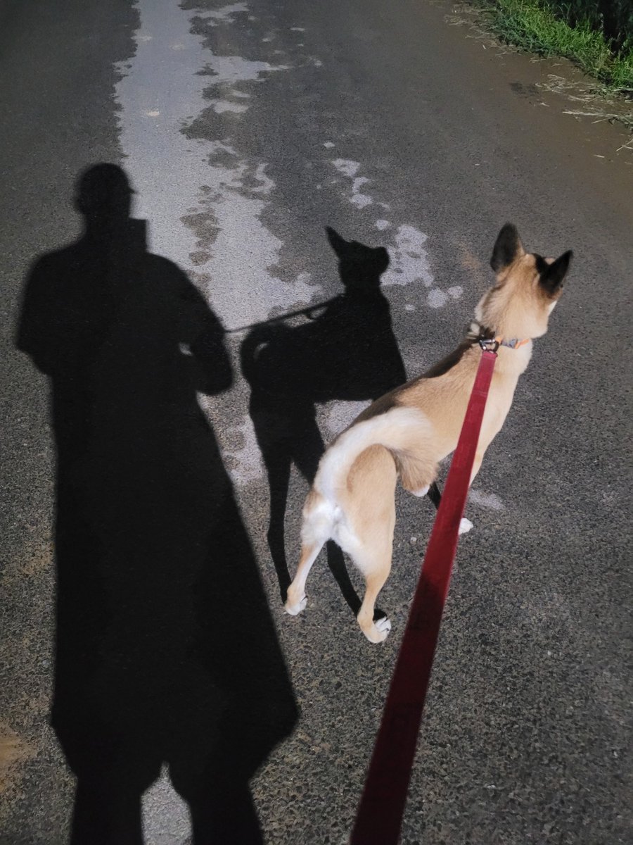 ryeon0124's tweet photo. 犬と夜に散歩！ https://t.co/qmxnkQtynz