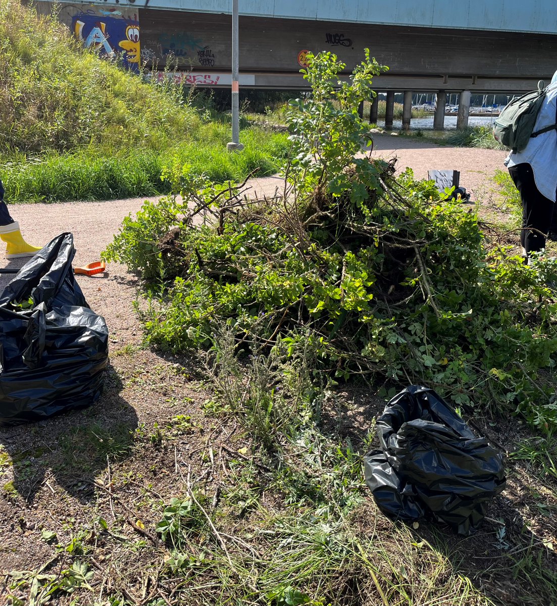 Kurtturuusut kuriin! Helsingin Rastilassa oli eilen ennätysmäärä #WWFGreenOffice asiakkaita kitkemässä haitallisia vieraskasvilajeja. Tarmokas tiimityö tuotti tulosta - lämmin kiitos jokaiselle osallistujalle työpanoksesta.
