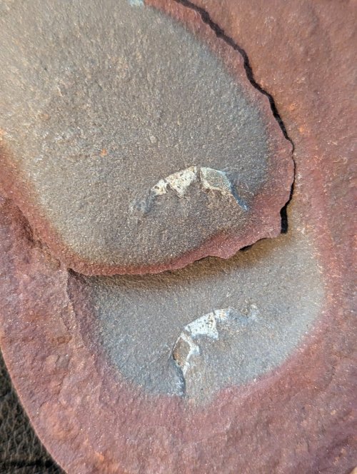 ESCONI's tweet photo. Fossil Friday #174: A Jellyfish with a Secret #fossil #paleontology #MazonCreek #FossilFriday #jellyfish #shrimp #pit11
https://t.co/I7vaFxIGcc https://t.co/5mEfbiSLUn
