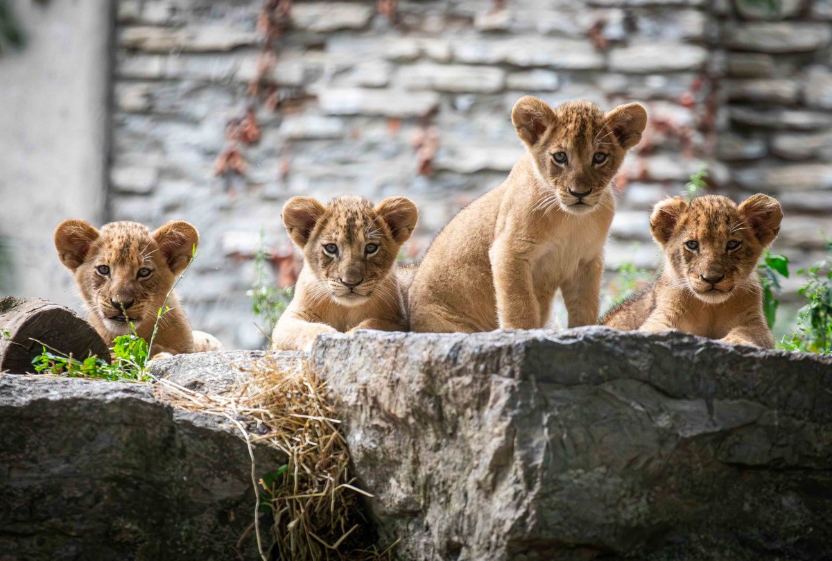 Happy Friday from these Fabulous Four! 

If you didn't hear, our four lion cubs made their public debut yesterday and we'd love for you to come say hello! Buffalo Zoo guests can visit mother, Lusaka, and the cubs daily from 10 am to 12 pm. #LionCubs #FabFour #VisitTheZoo