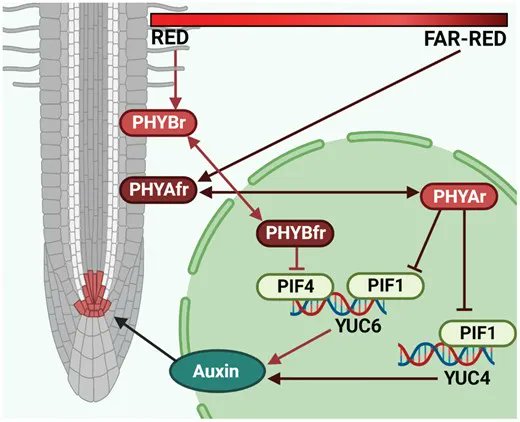JXB @jxbotany.bsky.social (@jxbot) on Twitter photo Studying #root system architecture in vitro? Be sure to grow your roots in darkness!
π Read on for why... bit.ly/3OAwKOB
'Local #phytochrome signalling limits root growth in #light by repressing #auxin biosynthesis'
<a href="/KSpaninks/">Kiki Spaninks</a> <a href="/OffringaRemko/">Remko Offringa</a> <a href="/NWONieuws/">NWO Nieuws</a> <a href="/UniLeidenNews/">Leiden University</a> Studying #root system architecture in vitro? Be sure to grow your roots in darkness!
π Read on for why... bit.ly/3OAwKOB
'Local #phytochrome signalling limits root growth in #light by repressing #auxin biosynthesis'
<a href="/KSpaninks/">Kiki Spaninks</a> <a href="/OffringaRemko/">Remko Offringa</a> <a href="/NWONieuws/">NWO Nieuws</a> <a href="/UniLeidenNews/">Leiden University</a>