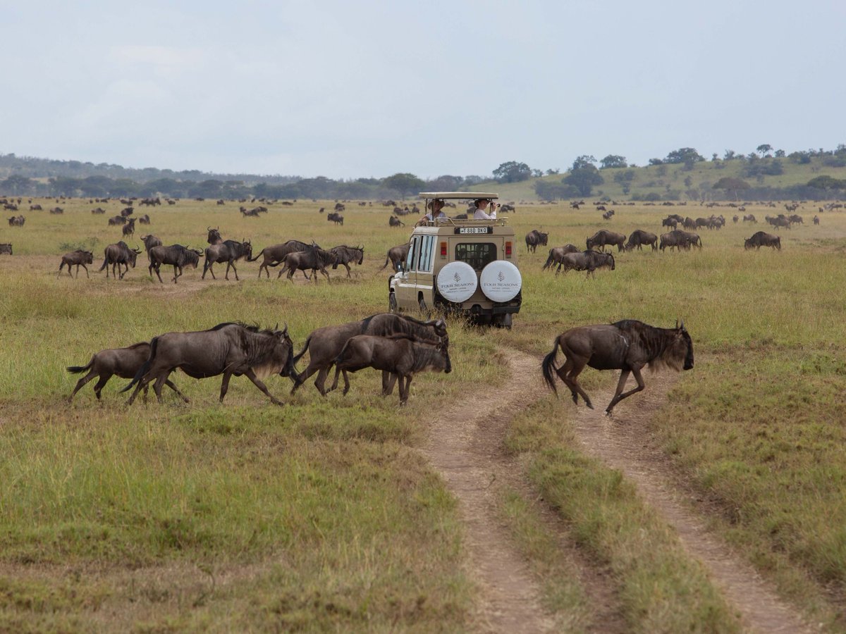 Nothing prepares you for the great migration.  Every year, an abundance of herds leave the Serengeti and head to the Mara before returning for the most dramatic river crossings and wildlife sightings on earth.  

#Myfssafari #Fsserengeti #greatmigration #lionking