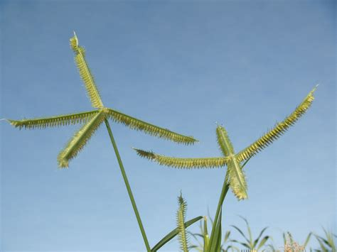 Taalraad's tweet photo. Watter grassoort lyk so? 

Onthou, die name van plante en diere is deel van ons taal- en kultuurerfenis. Die neiging na slegs-Engels in gidse en inligtingsborde is nie aanvaarbaar nie. Dring aan op insluiting deur meertaligheid. https://t.co/NvQj4y4iN8