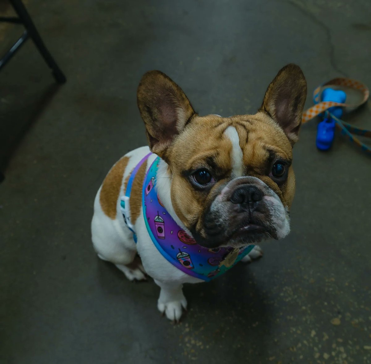 DogsStoreO tweet picture