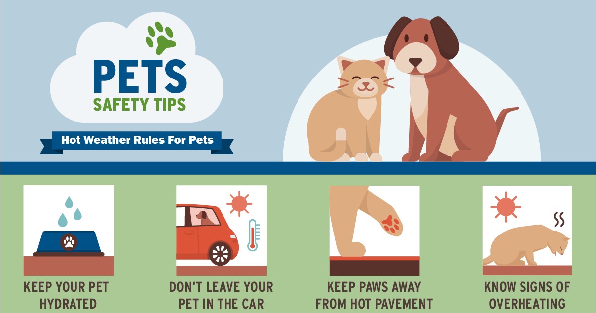 LakeFirePIO's tweet photo. Even our fur-friends feel the heat!
🐾Keep your pet hydrated
🐾Never leave your pet in the car
🐾Keep their paws away from hot pavement
🐾Know the signs of overheating https://t.co/p6N3HvQ27Y