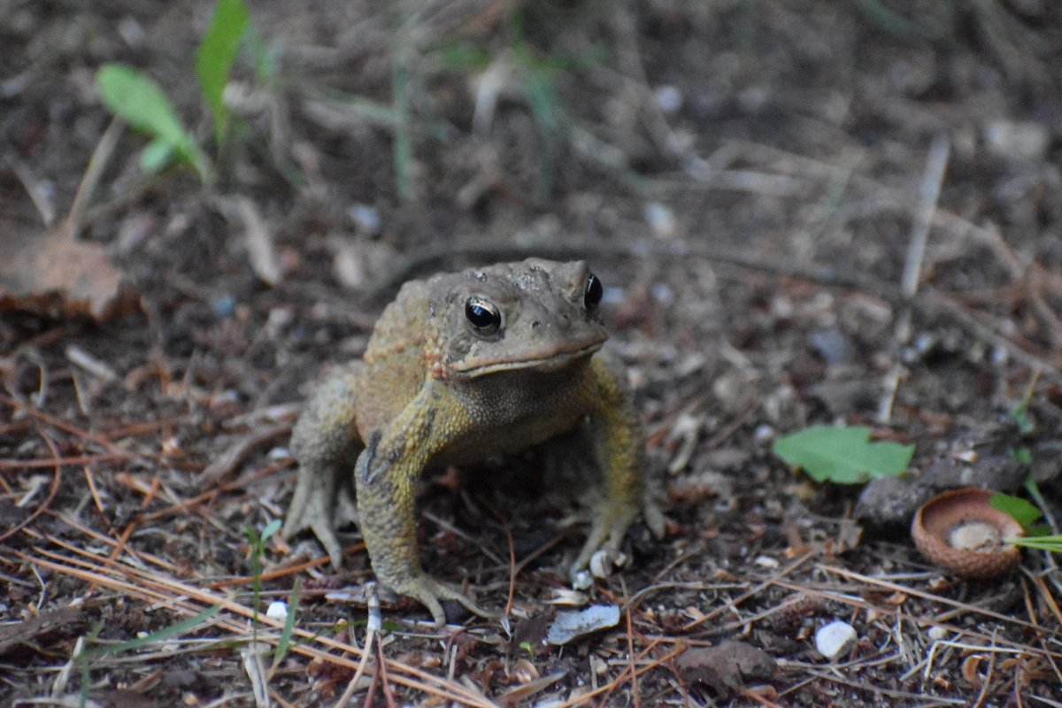 MIVernalPools's tweet photo. Happy Friday! Hope your weekend is toadally awesome!

Sorry not sorry about that pun... https://t.co/1vTuUsfGv7
