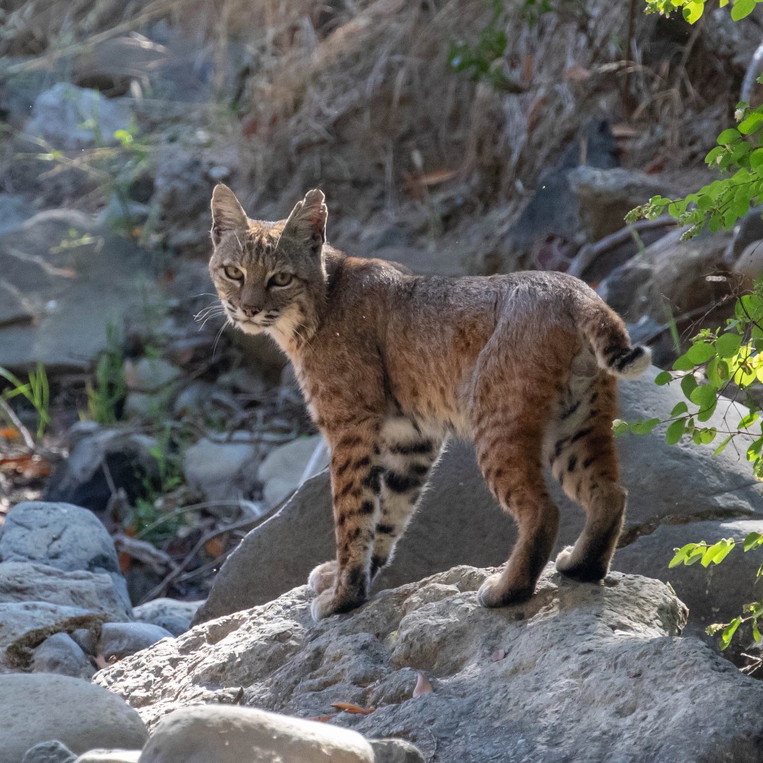 Save Mount Diablo tweet media