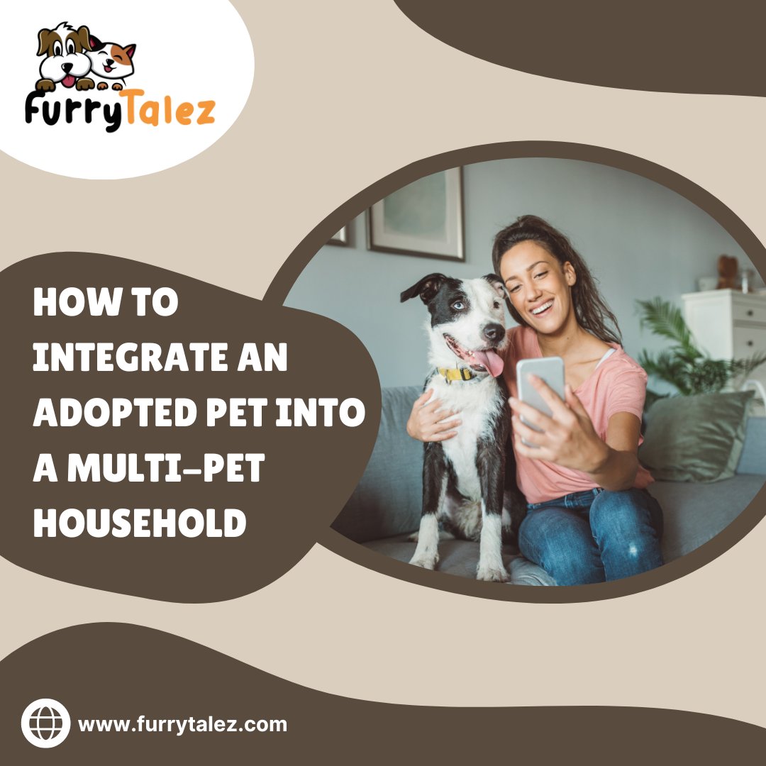 FurryTalez's tweet photo. Welcoming a new #furryfriend into your multi-#pet home? 🐶

Here's the scoop on a smooth transition:

1️⃣ Gradual introductions
2️⃣ Separate spaces initially

Click here for details: https://t.co/TfV6KPELMI

👉𝐅𝐨𝐥𝐥𝐨𝐰 𝐮𝐬: @FurryTalez 🔥 https://t.co/9Z6RhOghn3