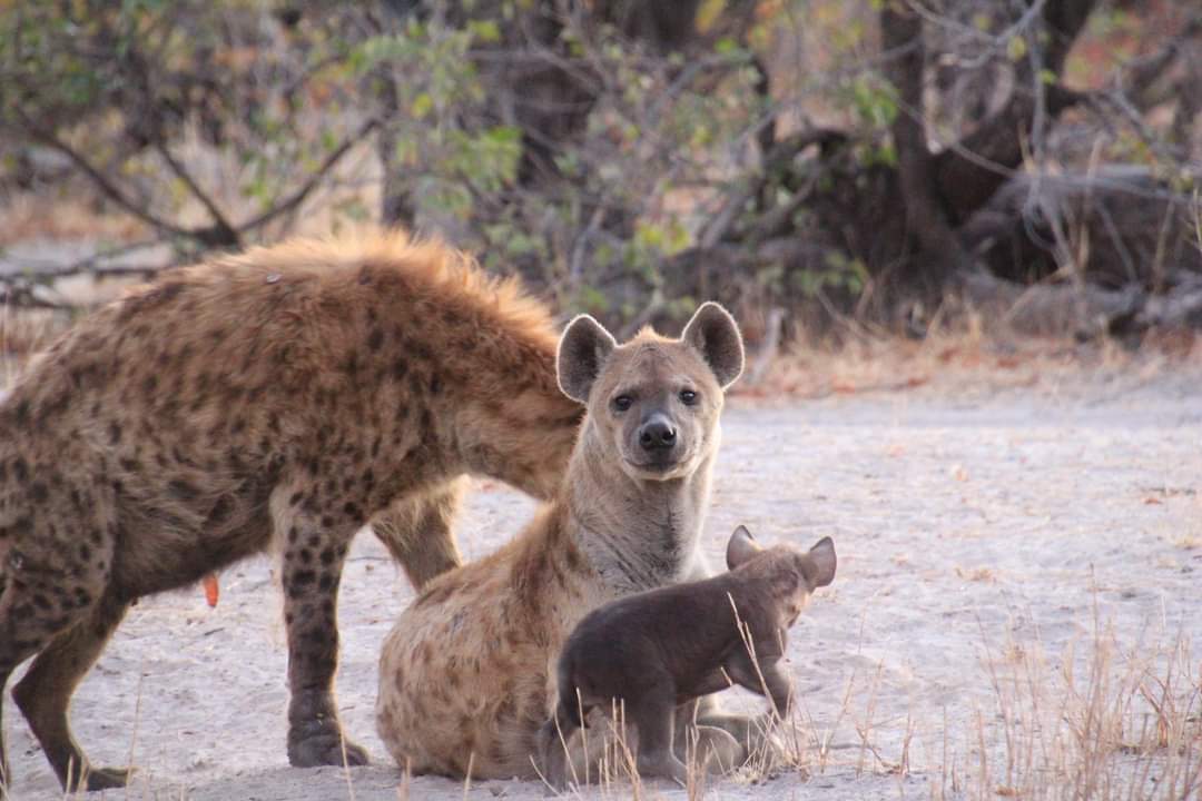 Prepare to be amazed! The Baur family just had an epic wildlife moment! Hyenas always bring the excitement, but catching them with their little ones takes it to a whole new level of awe-inspiring.  Can't get enough of these wild wonders! 🐾 
#wildlife #Botswana #lelobusafaris