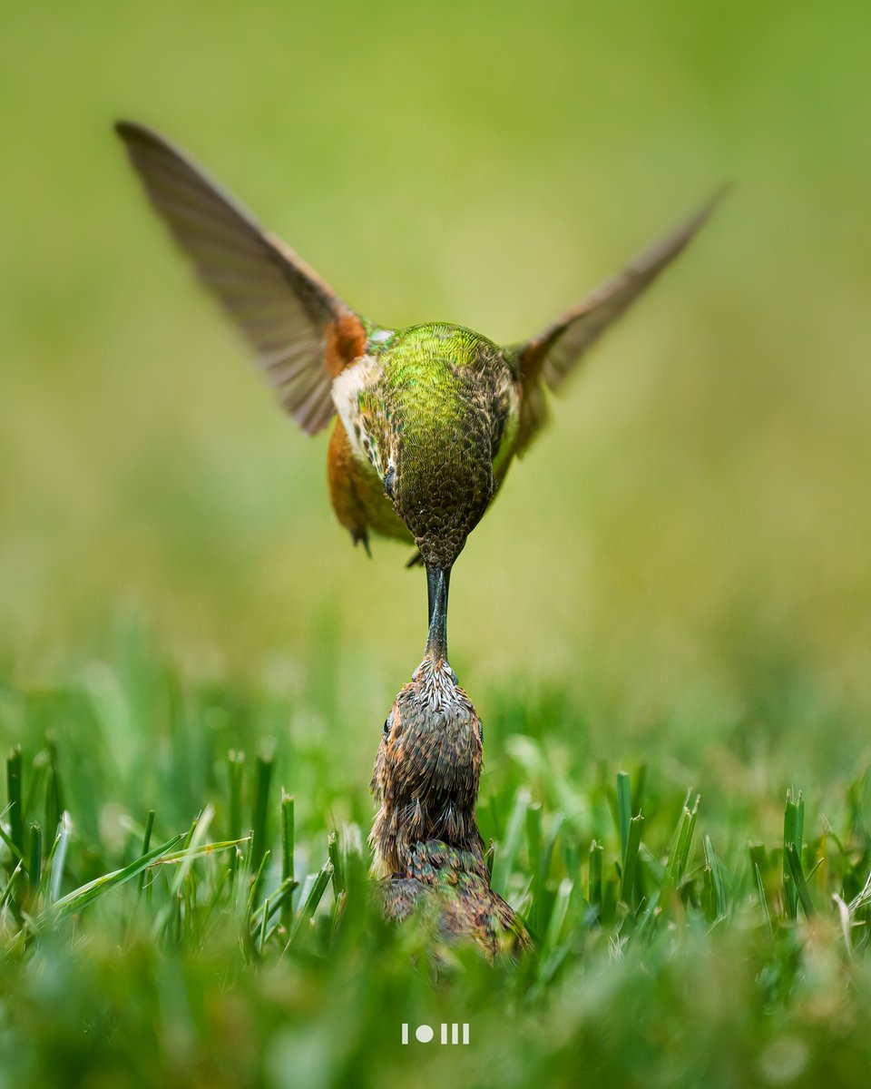 How hummingbirds are made! Part 5 Flight training day! 🪶🐣 It was time! After it's first attempts at flying this little one ended up exhausted on the grass. Mommy came and nurtured it back to energy to continue the training and get back to safety. I had the incredible luck…