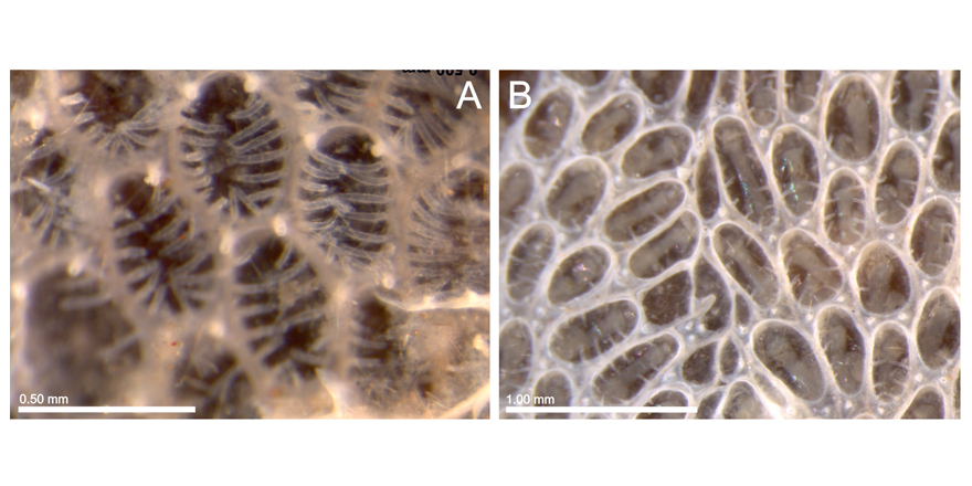 [#Zoology] New and non-indigenous species of Bryozoa from Iberian waters

✒️ Oscar Reverter-Gil (@MhnUsc) & Javier Souto (@univienna)
🔗 DOI: doi.org/10.5852/ejt.20…
#Bryozoa #newspecies #caberea #marinespecies #Taxonomy #bryozoans