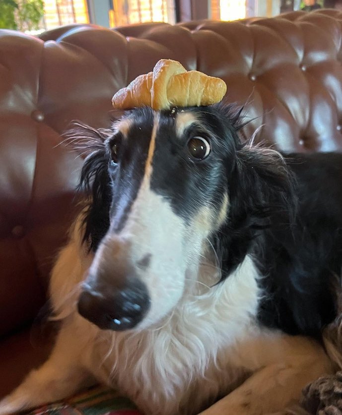 Lady McMuffin the 3nd had surprisingly humble beginnings as the inventor of the miniature croissant - colloquially know as the Peasant Crescent #borzoi