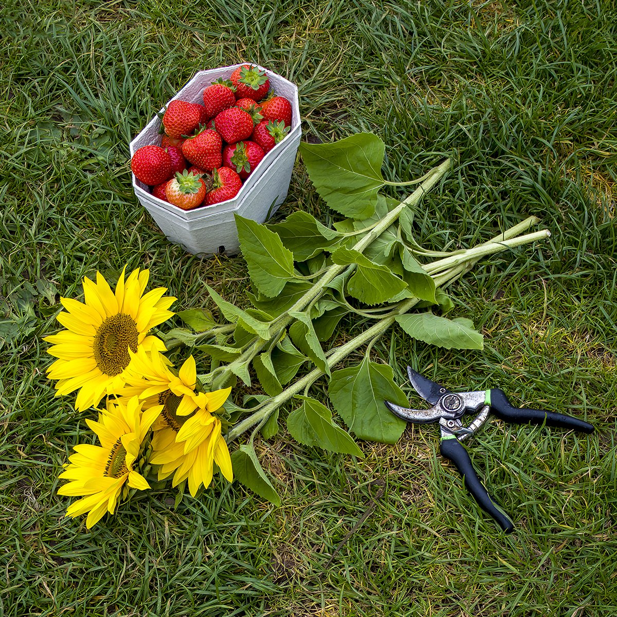 Delicious strawberries and beautiful sunflowers picked this morning at Cairnie Fruit Farm near Cupar in Fife #cairniefruitfarm #pyo #strawberries #sunflowers @Cairniefruit