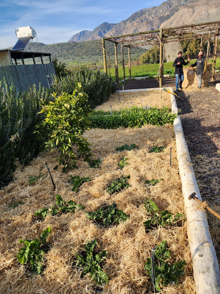 CapeFoodForest's tweet photo. As part of our #localfoodsecurity project, we are working with local restaurants to go full garden-to-table.
Our #FoodScaping service help customers grow organic wholesome heirloom varieties.
We upskill, coach and mentor the staff to become Cape Food Forest certified growers. https://t.co/Ie2iWCD0Vz