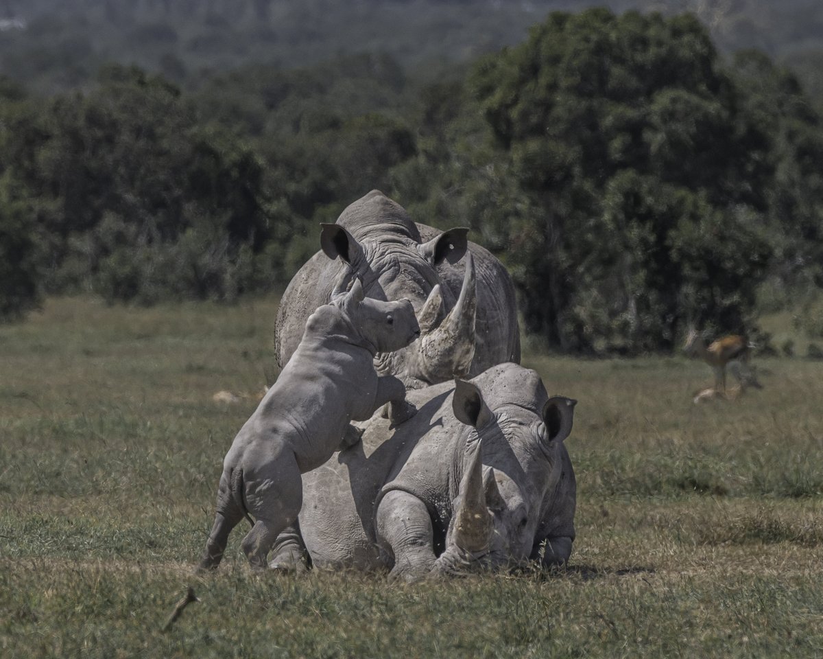 OlPejeta's tweet photo. The 4th of July was a day of celebration on Ol Pejeta as reports of a NEW southern white rhino calf were announced 🎉!!

Thread 👇 https://t.co/GKlVkyZTFC