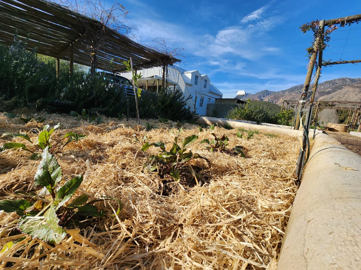 CapeFoodForest's tweet photo. As part of our #localfoodsecurity project, we are working with local restaurants to go full garden-to-table.
Our #FoodScaping service help customers grow organic wholesome heirloom varieties.
We upskill, coach and mentor the staff to become Cape Food Forest certified growers. https://t.co/Ie2iWCD0Vz