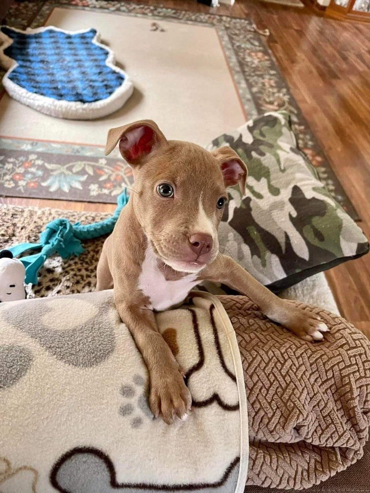 “My name is Harlow, and I’m looking for my furever home.” looook at this sweet face! Harlow is 9 weeks old and is in search of a home where her curiosity &amp; excitement for life will be accepted! 💛 adopt this sweet baby at: petlover.petstablished.com/pets/public/17…
#pup #untiltherearenone #dogsofgr
