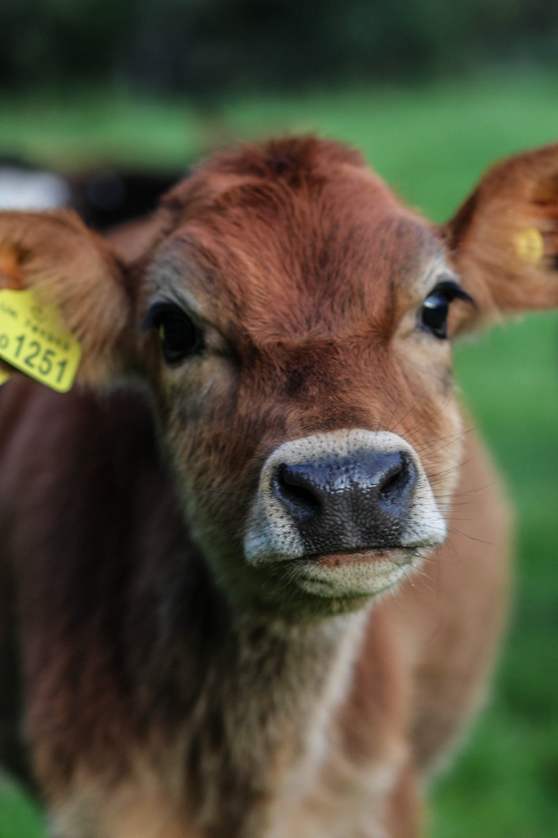 myaniml's tweet image. Did you know that cattle’s face shows stress similar to humans when we are tired? AND their nose print can predict diseases two to three days before visual symptoms occur? We have the recipe to know. #smartfarm #muzzleup #AI #cattlehealth