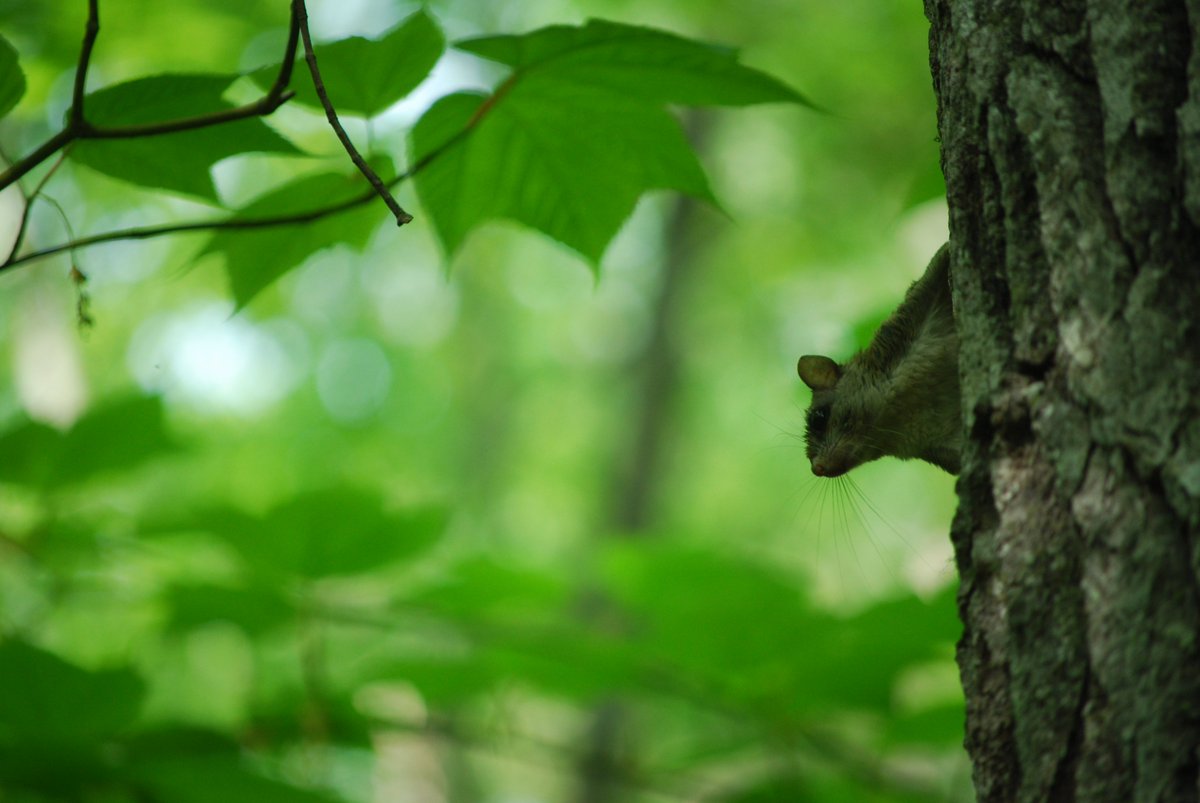 Flying Squirrels tweet media