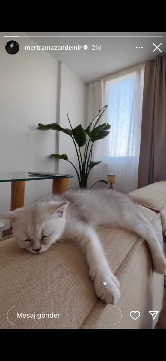 Ya merdomm be çok tatlısın seni de bu minnoş kedigide yerim ben 🥹🥹😍😍😍🤍🤍🤍🧿🧿🧿🧿🤍🤍🤍beyaz kalbimiz fazlasıyla anlam yüklüdür 🌹🌹