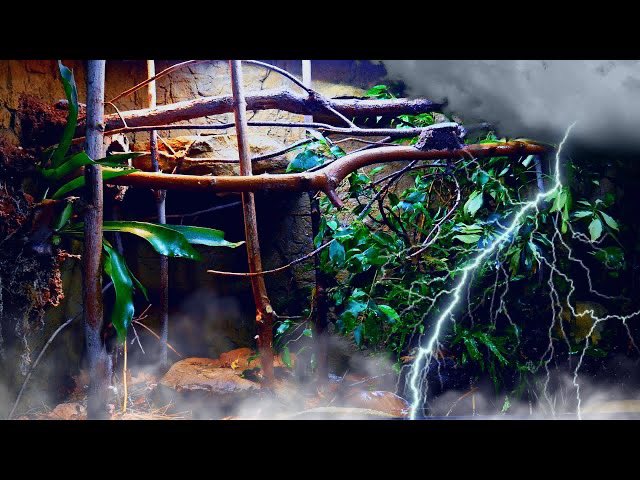 I Simulated a Night Jungle Thunderstorm (with Dawn Fog)
youtu.be/MRHIvSA19gY