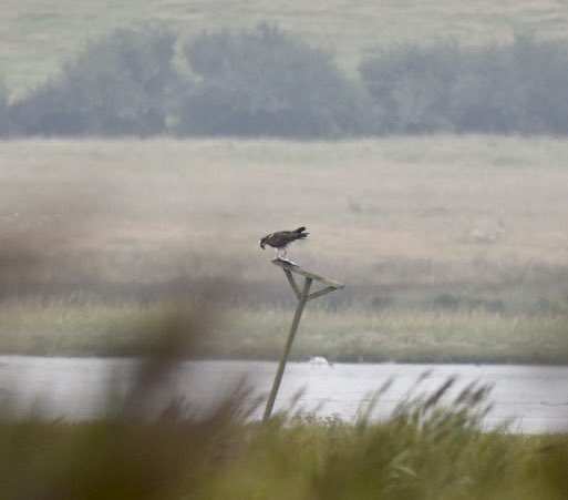 Thanks to Barbara and other super helpful people @RSPBArne, saw my first Osprey today (image from Raptor Hide). Having lunch at the table as well! <a href="/harbourbirds/">Birds of Poole Harbour</a>