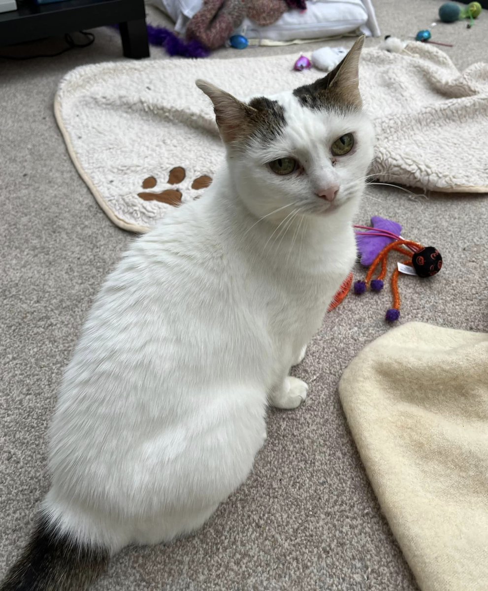 Sparkle &amp; Dora are really sad and they have been comforting each other as they feel like no one wants them! We are calling out to anyone who is pet and child free and could give these two girls the perfect home they need.... ❤

yorkshirecatrescue.org/view-our-cats

#AdoptDontShop