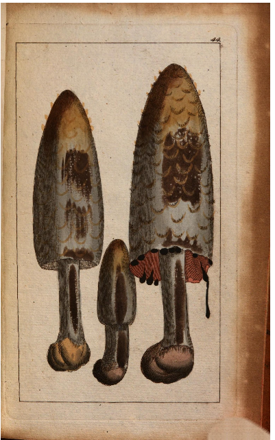 🍄The German mushroom atlas from 1795 contains 44 colored engravings of interesting mushrooms.
National Library CZ  16 FF 8
Jacob Boltons Geschichte der merkwürdigsten Pilze. Berlin: Buchhandlung des Geheimen Commerzien-Raths Pauli, 1795
manuscriptorium.com/apps/index.php…