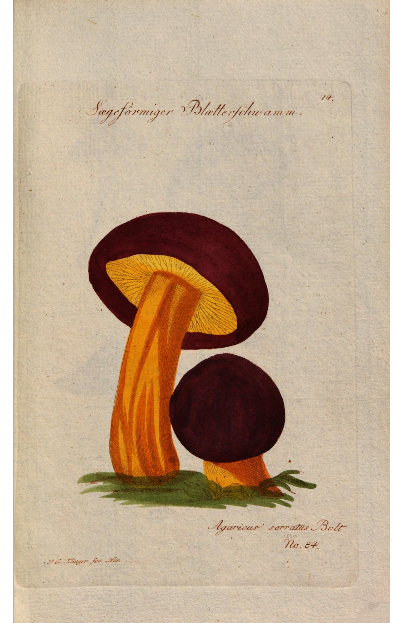 renatamodrakova's tweet photo. 🍄The German mushroom atlas from 1795 contains 44 colored engravings of interesting mushrooms.
National Library CZ  16 FF 8
Jacob Boltons Geschichte der merkwürdigsten Pilze. Berlin: Buchhandlung des Geheimen Commerzien-Raths Pauli, 1795
https://t.co/D09Xi5jjZ1 https://t.co/XifOTSLjTD