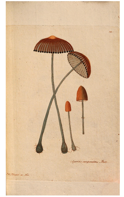 renatamodrakova's tweet photo. 🍄The German mushroom atlas from 1795 contains 44 colored engravings of interesting mushrooms.
National Library CZ  16 FF 8
Jacob Boltons Geschichte der merkwürdigsten Pilze. Berlin: Buchhandlung des Geheimen Commerzien-Raths Pauli, 1795
https://t.co/D09Xi5jjZ1 https://t.co/XifOTSLjTD