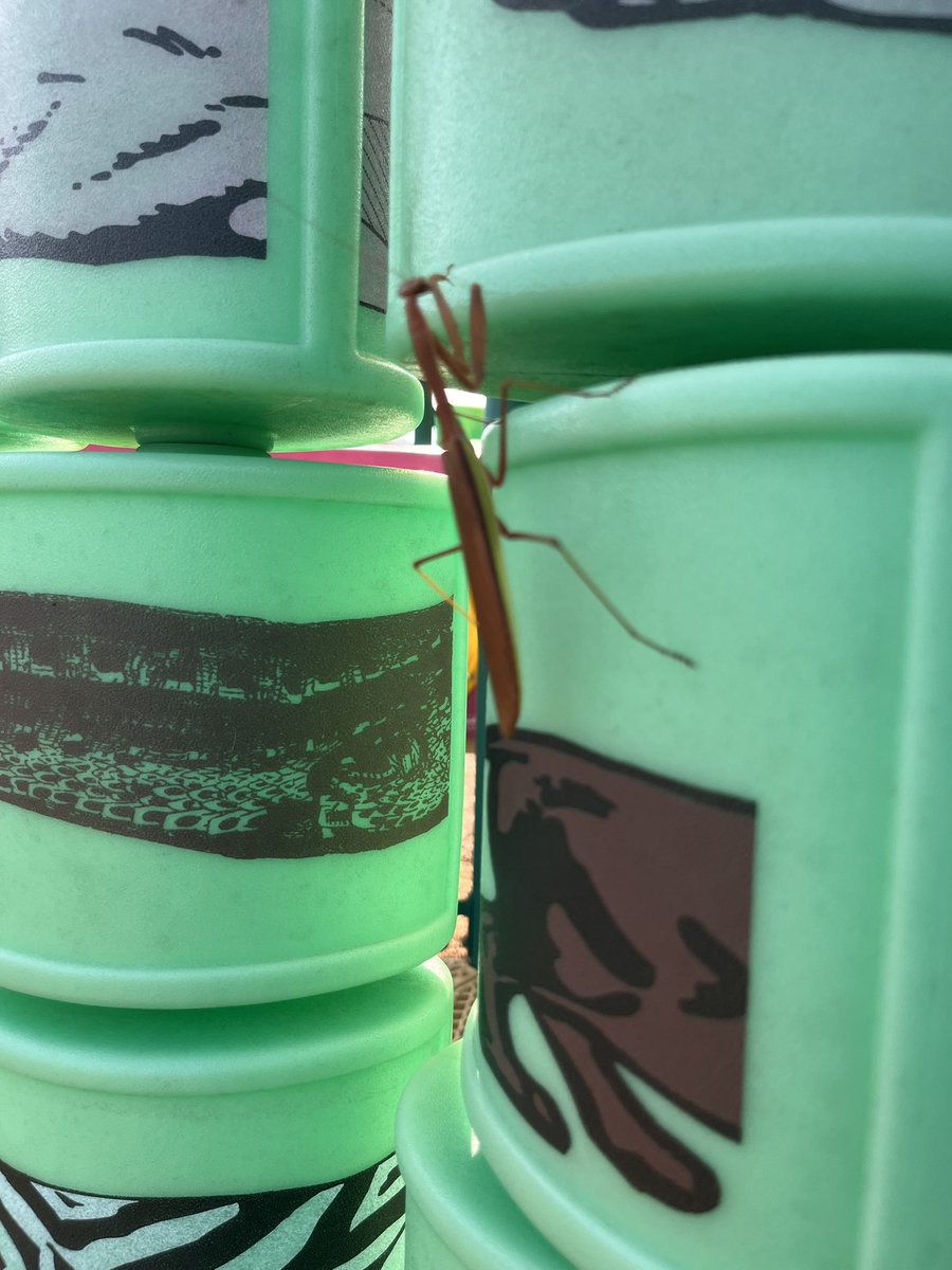 Alicia (@aliciacob2010) on Twitter photo When we find a giant mantis on the playground it becomes a learning experience during recess! <a href="/AtchisonPublic/">Atchison Public Schools</a> <a href="/AESPhoenix/">Atchison Elementary School</a> <a href="/doc_nuge/">Renee Flax Nugent</a> When we find a giant mantis on the playground it becomes a learning experience during recess! <a href="/AtchisonPublic/">Atchison Public Schools</a> <a href="/AESPhoenix/">Atchison Elementary School</a> <a href="/doc_nuge/">Renee Flax Nugent</a>