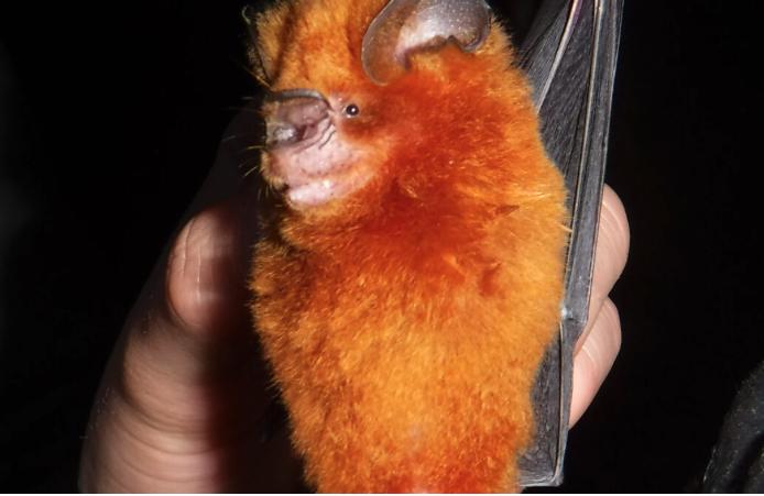 <a href="/DCaptainplanet_/">Diogo F. Ferreira</a>'s work on #bats in #cocoa farms featured here in Mongabay! The shadier the #chocolate farms, the better for bats.

news.mongabay.com/2023/08/study-…