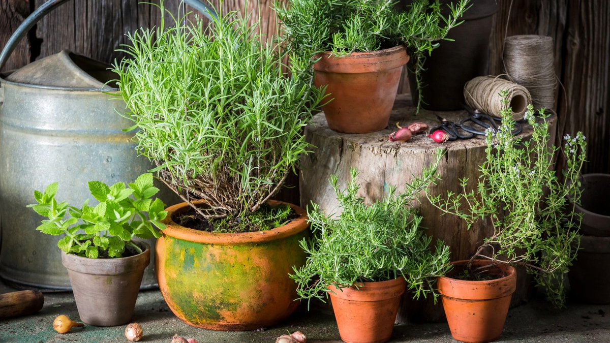 Survival Gardening: Grow Borage, Burnett, and Caraway on your homestead so you always have potent natural remedies at your fingertips. #herbs #homesteading #homestead #survival #herbalism #naturalremedies

oldschoolsurvivalbootcamp.com/f/survival-gar…