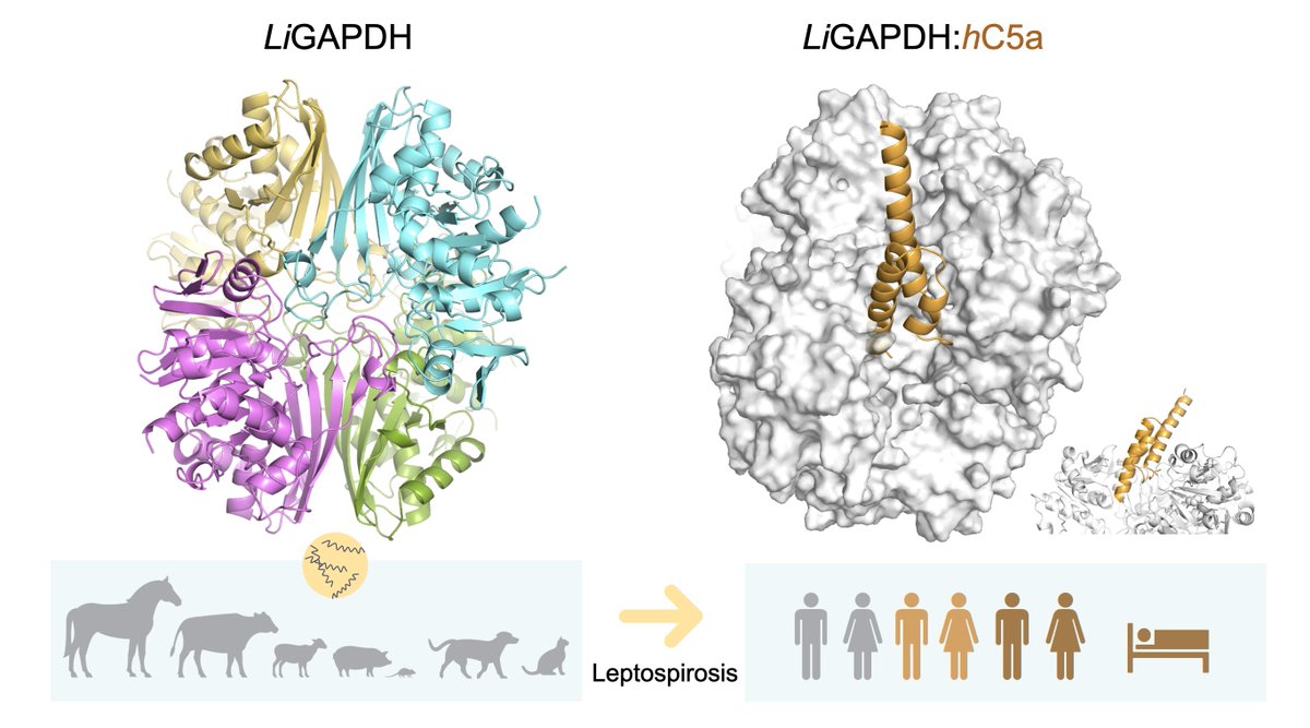 RedComplemento's tweet image. Desvelado un nuevo mecanismo de inmunoevasión del sistema de complemento de la bacteria causante de leptospirosis

cib.csic.es/news/research/…