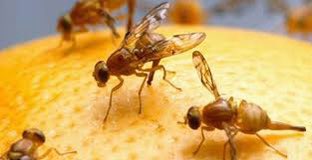 Meyveciliğin korkulu rüyası bitiyor !
<a href="/TCTarim/">T.C. Tarım ve Orman Bakanlığı</a> sayesinde Akdeniz Meyve Sineği ile mücadelede devrim niteliğindeki proje hayata geçiyor. Bornova’da kurulan merkezde üretilecek kısır böcekler Eylül ayında doğaya salınacak.  
Çiftçimize hayırlı olsun.
Teşekkürler Sn <a href="/ibrahimyumakli/">İbrahim Yumaklı</a>