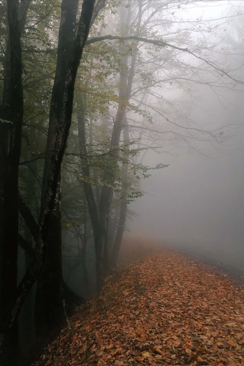 banafsheh_Ph's tweet image. GM/GN  my friends 💫✨
----------------------------
Title: "Autum in fog" 
Ed 3/5
2 #XTZ
#nftphotography #tezosart #nftcollector
RTs massively appreciated! 
Link:⤵️
objkt.com/profile/tz1dQa…