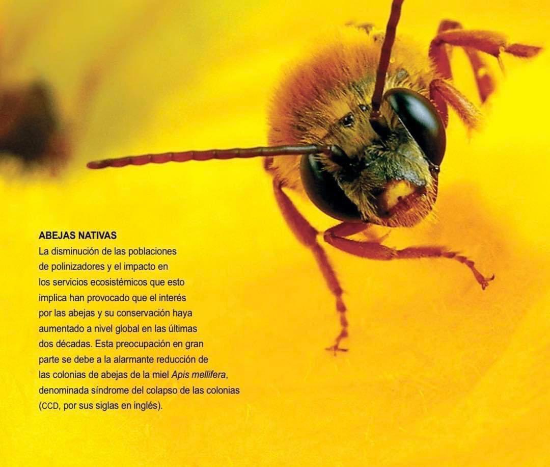 ¿Sabias que? 🐝

En México hay 1805 especies de abejas. Ellas junto con las mariposas y los murciélagos , se encargan de polinizar cerca de 35% de los cultivos que nos proveen alimento.  

Articulo disponible en la #Bioteca 
bioteca.biodiversidad.gob.mx/janium-bin/jan…