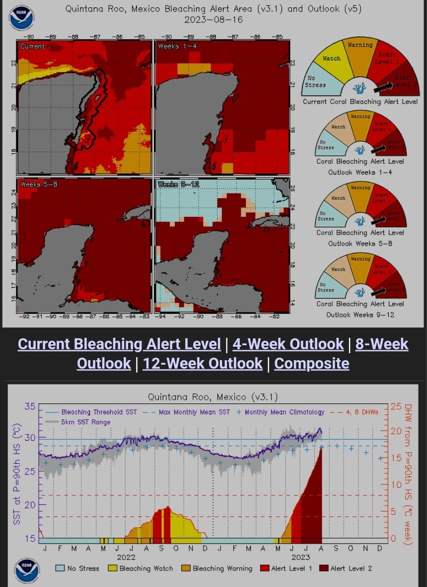 LAlvarezFilip's tweet photo. The ongoing heat wave is devastating Caribbean coral reefs. Coral bleaching is now transitioning into widespread coral mortality in some reefs. One of the most affected species is the Elkhorn coral, a major reef-building coral that has undergone severe declines since the 1970s https://t.co/ourjgKdgDF