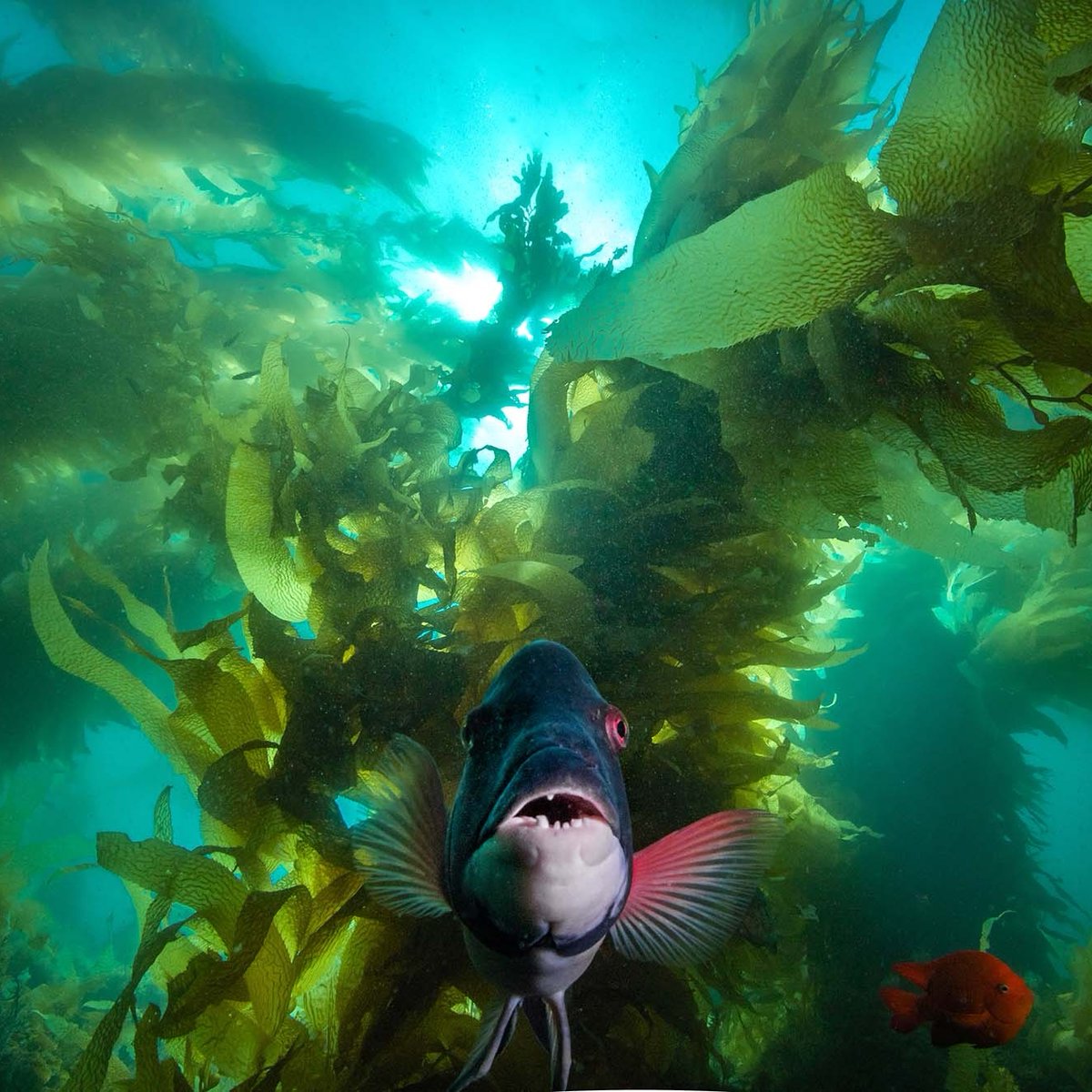 Happy #FeaturedCustomer Friday! 

Sami Lindroos is an underwater and topside photographer, dive instructor, and tech diver from Finland. See more of his work: ikelite.com/blogs/customer…

Images © Sami Lindroos