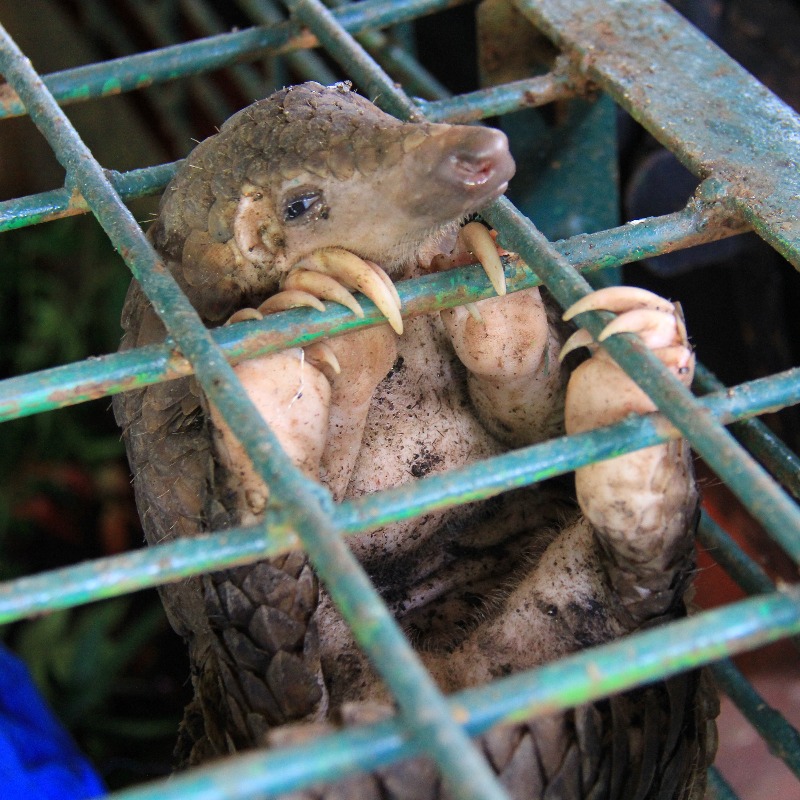 IFAWUK's tweet photo. Every year, millions of animals are trafficked illegally around the world.

We are working on the frontlines with our partners to put an end to #WildlifeCrime, but we can't do it alone.

Join our mission—make a lifesaving gift today. 

📸: © Arief Budi Kusuma