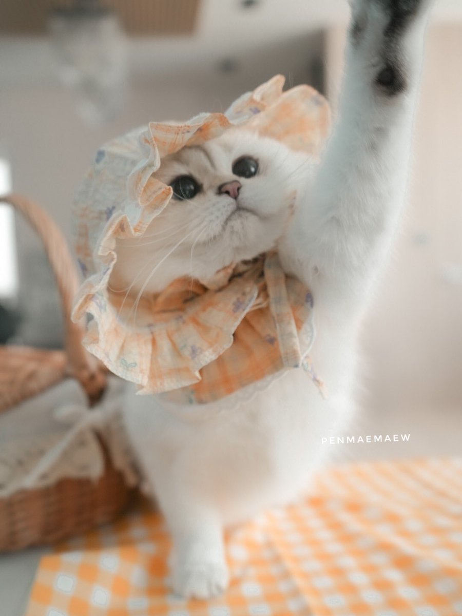 เคยเห็นฟามสดใสมั้ยคะ