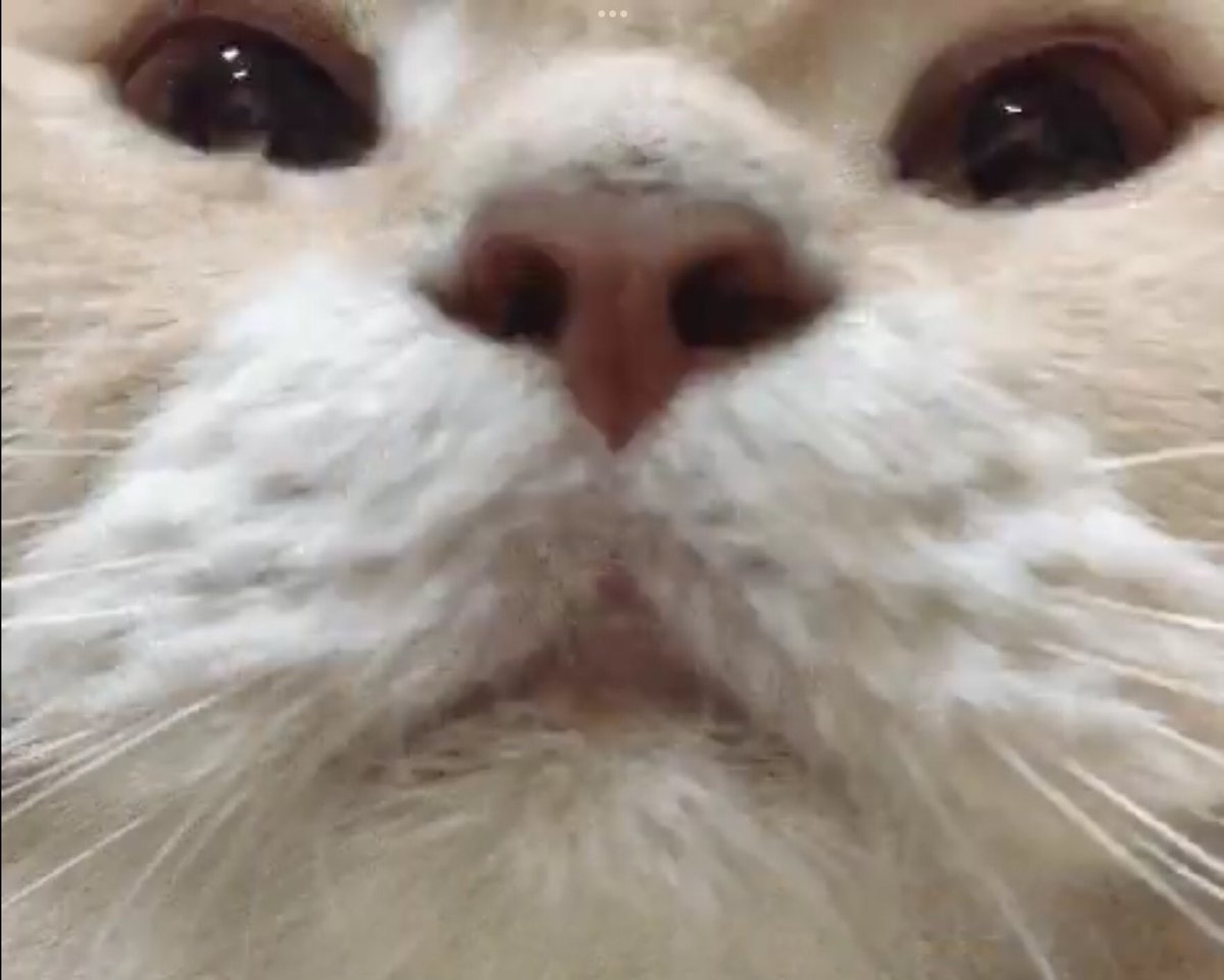 🎃 Hbs Army 🎃 tweet media