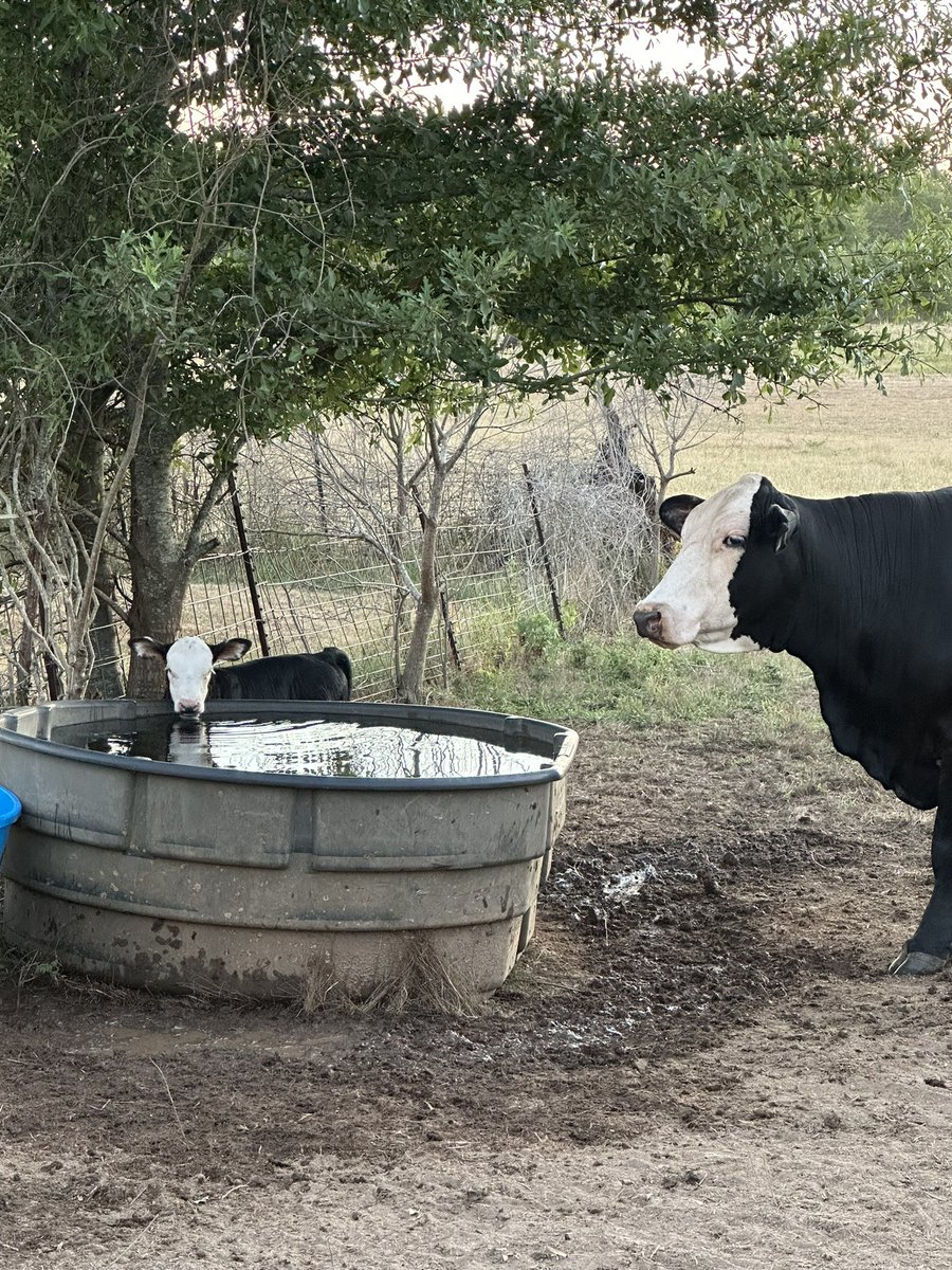 Life along the El Camino Real de los Tejas, I imagine it all looks about the same right now, dry.
